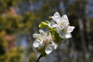 بهار دانشگاه 1399